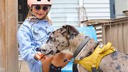 QUATRE PATTES - Zoomalia et Sandaya bichonnent vos vacances… et votre chien !